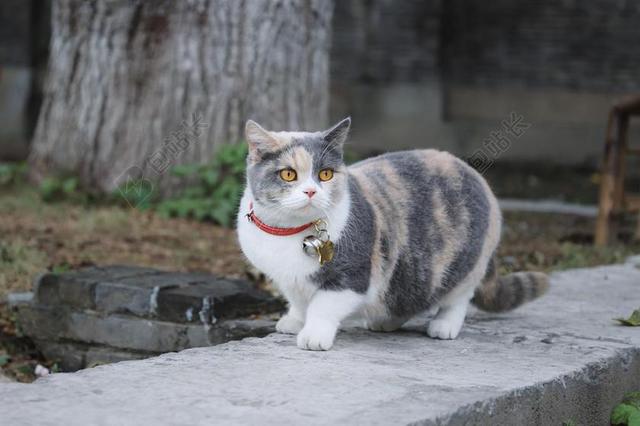 花园 园林 园艺 植物 花 猫  狗 树 树木 树林 森林