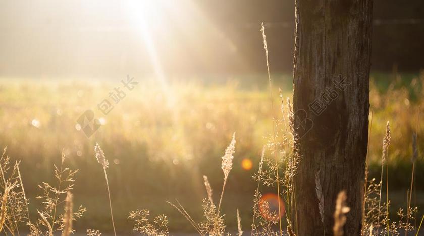 清晨的阳光和树干背景图片