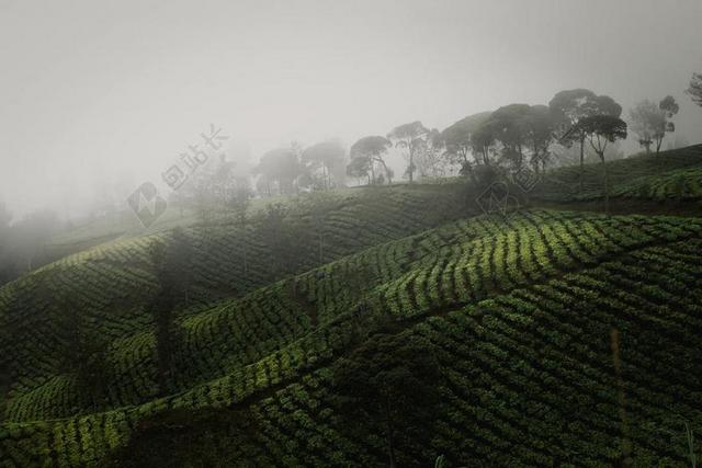 白色的雾气和茶园背景图片