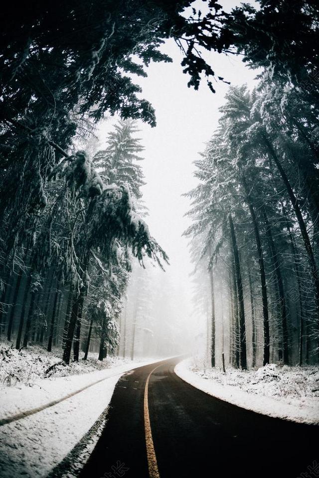 冬天雪林里公路背景图片
