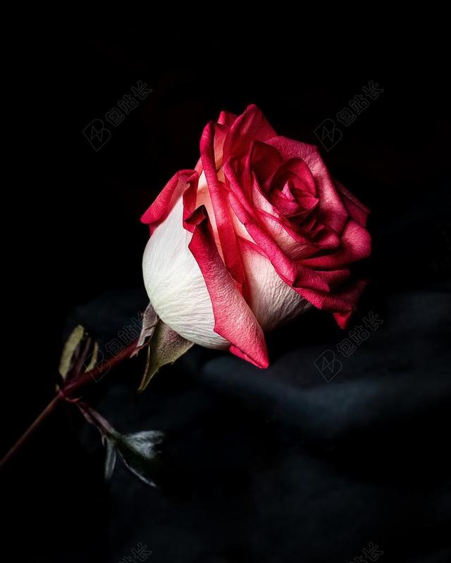 花 玫瑰 美丽 花朵 朋友 友谊 友情 红酒 白酒 葡萄酒 阅读 书籍 学习 自然 环境 白色 浅色 黑白 简单 清新
