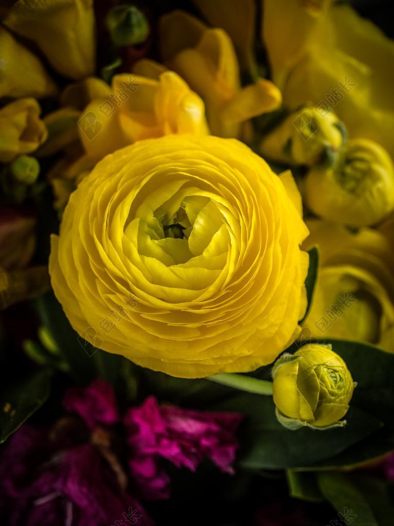 花 玫瑰 美丽 花朵 美女 丽人 优雅 美丽 漂亮 女孩 女人 女性 爱情 恋爱 恋人 情人 情侣 浪漫  花园 园林 园艺 植物 花  自然 环境  可爱的