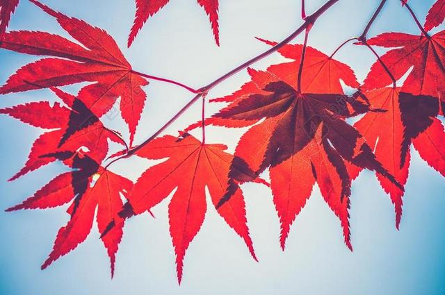 花 玫瑰 美丽 花朵 爱情 恋爱 恋人 情人 情侣 浪漫 花园 园林 园艺 植物 花 开心 喜悦 笑话 开怀大笑 旅行 旅游 行程 度假 休闲 度假 假日 冬季 冬天 新年 天空 秋天 秋日 树木 丛林 森林 音乐 音乐会 演唱会 加拿大 城市 城市生活 现代化