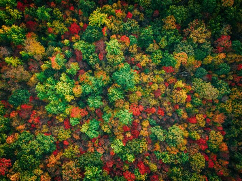 彩色的森林背景图片