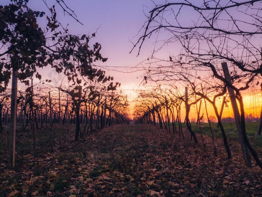 墙 围墙 表面 隔阂 背景 爱情 恋爱 恋人 情人 情侣 浪漫 旅行 旅游 行程 度假 休闲 度假 假日 红酒  葡萄酒 树木 丛林 森林 秋天 秋日