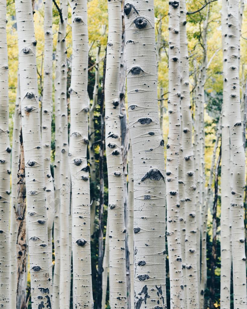 谈话 交流 对话 沟通 通话 办公室 工作室 工作 职场 花  美丽 花朵 风景 风光 美景 田园 山水 地球 泥土 草地 操场  丽人 优雅 美丽 漂亮 女孩 女人 女性 墙 围墙 表面 隔阂 背景 家 家园 家居 故乡 美丽 休闲 树木 丛林 森林 肖像 人物特写 画像 草地 草坪 草丛 自然 环境 秋天 秋日 全身像 树 树木 树林 森林  白色 浅色 黑白 简单 清新  建筑 结构 建筑物 建筑学