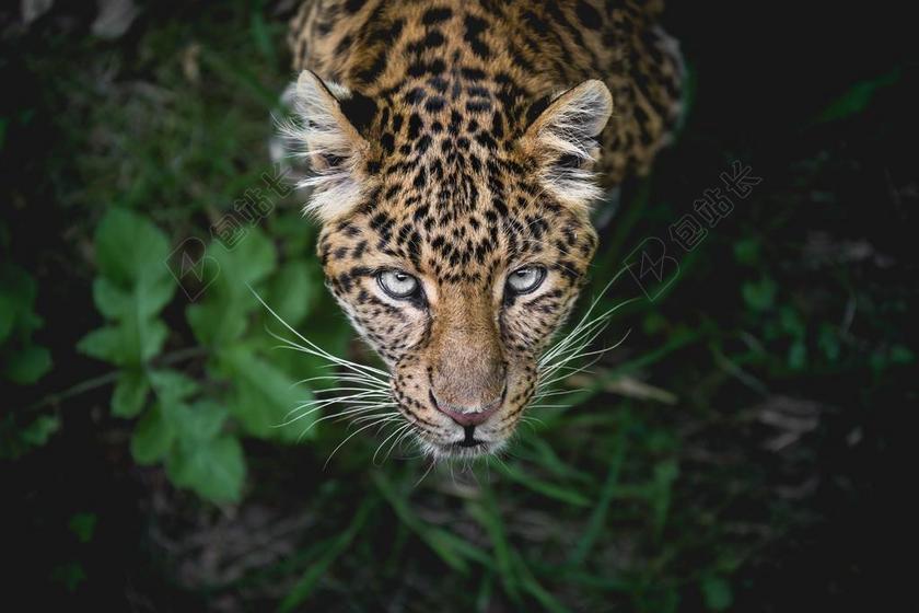 会议 会晤 见面 约会 遇见   丽人 优雅 美丽 漂亮 女孩 女人 女性 爱情 恋爱 恋人 情人 情侣 浪漫 肖像 人物特写 画像 草地 草坪 草丛  自然 环境 猫 动物  全身像  可爱的 中国 文化 东方 亚洲