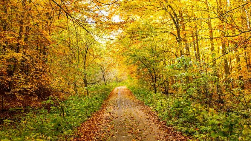 办公室 工作室 工作 职场 道路 旅途 路途 户外 街道 公路 风景 风光 美景 田园 山水 冒险 探险 远足 度假 旅游 休闲 挑战 极限运动 旅行 旅游 行程 度假 休闲 度假 假日  房间 卧室 家 休闲 家居  树木 丛林 森林 自然 环境  秋天 秋日 树 树木 树林 森林