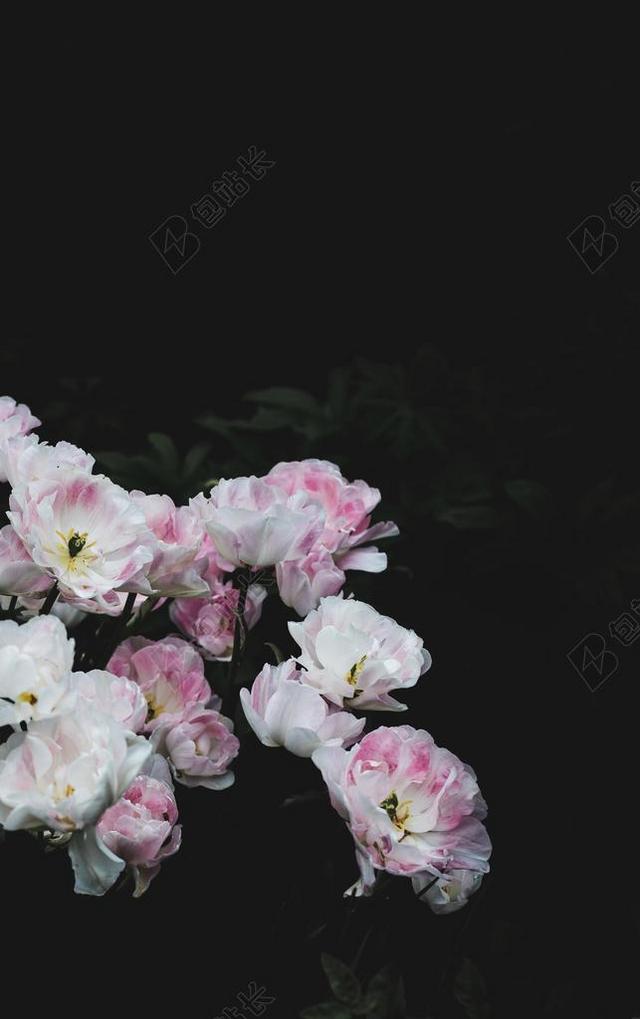 太空 空间  花 玫瑰 美丽 花朵 灯光 光线 激光 打火机 婚礼 喜庆 庆祝 节日 婚姻 爱人 恋人 情侣  爱情 恋爱 恋人 情人 情侣 浪漫 房间 卧室 家 休闲 家居 肖像 人物特写 画像 夏日 夏季 热情 书 书籍 阅读 全身像 清新 新鲜 可爱的 黑色 暗色 黑白 昏暗