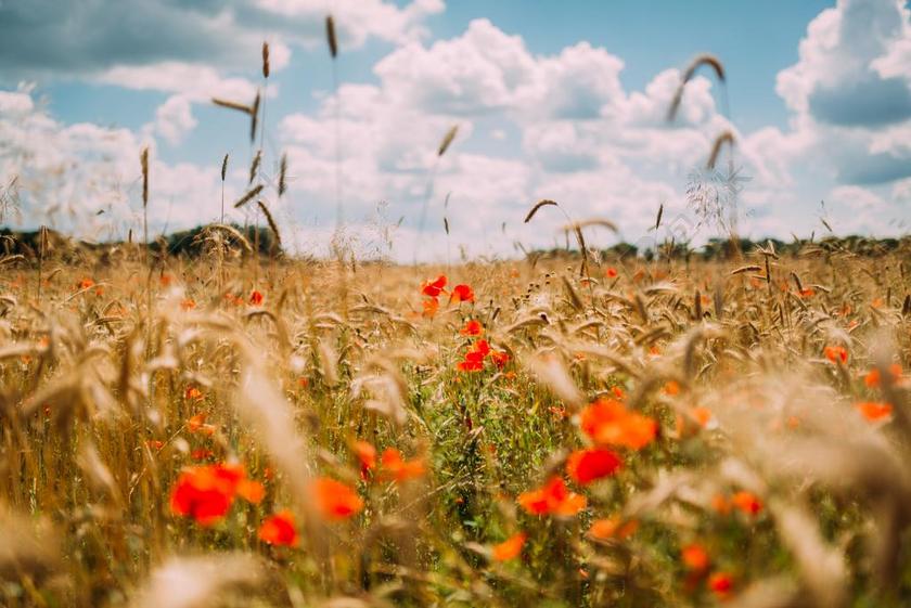 黄色的野草和红色的野花背景图片
