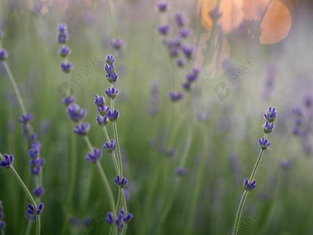 花 玫瑰 美丽 花朵 风景 风光 美景 田园 山水 纹理 组织 材料 花纹  爱情 恋爱 恋人 情人 情侣 浪漫  花园 园林 园艺 植物 花 幸福 快乐 高兴 家庭 甜蜜 学习 研究 读书 书籍 草地 草坪 草丛 树木 丛林 森林 书 书籍 阅读 自然 环境 可爱的 活力 树 树木 树林 森林