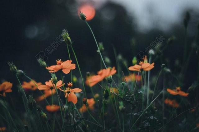 花 玫瑰 美丽 花朵 爱情 恋爱 恋人 情人 情侣 浪漫 花园 园林 园艺 植物 花 朋友 友谊 友情 秋天 秋日 可爱的 活力