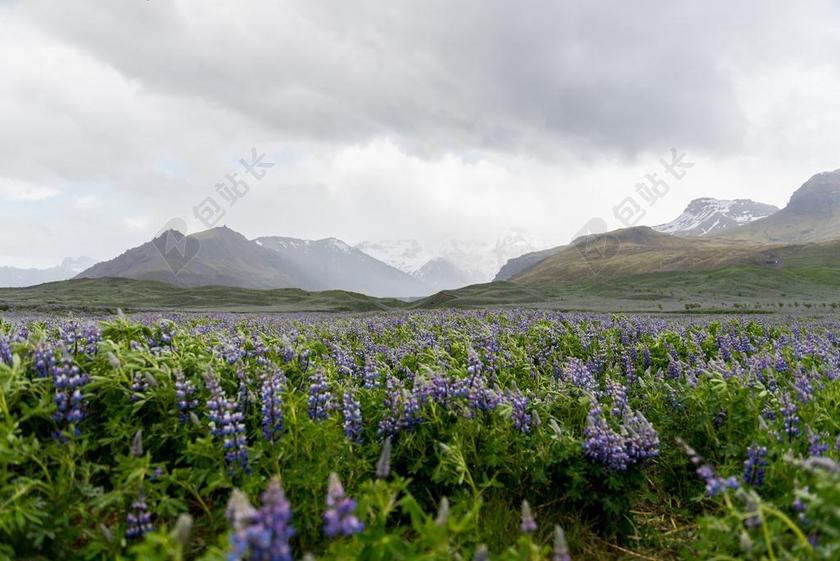 风景 风光 美景 田园 山水 花 玫瑰 美丽 花朵 农场 农田 庄园 山 山峰 顶峰 景色 草地 草坪 草丛  天空  云 云朵 天空 山 山峦 山峰