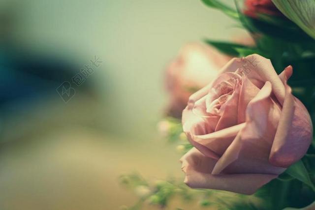 花 玫瑰 美丽 花朵  美女 丽人 优雅 美丽 漂亮 女孩 女人 女性 婚礼 喜庆 庆祝 节日 婚姻 爱人 恋人 情侣 花园 园林 园艺 植物 花 水果 果实 健康 绿色食品 睡觉 梦乡 做梦 卧室 积极 阳光 上进 活力 加拿大 城市 城市生活 现代化