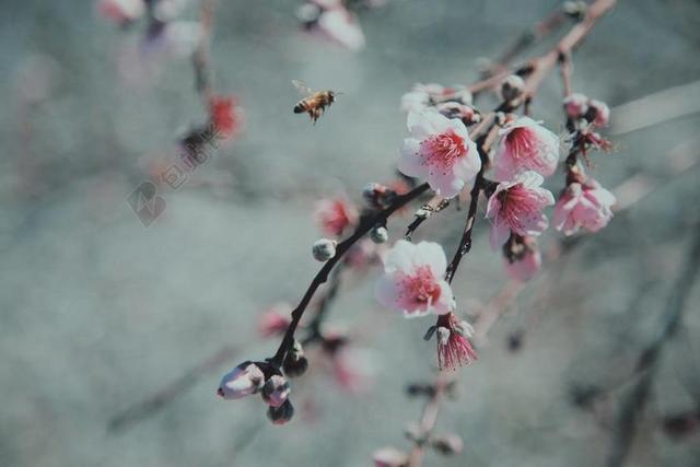 花 玫瑰 美丽 花朵 时尚 流行 个性 城市 花园 园林 园艺 植物 花  树木 丛林 森林 自然 环境 中国 文化 东方 亚洲
