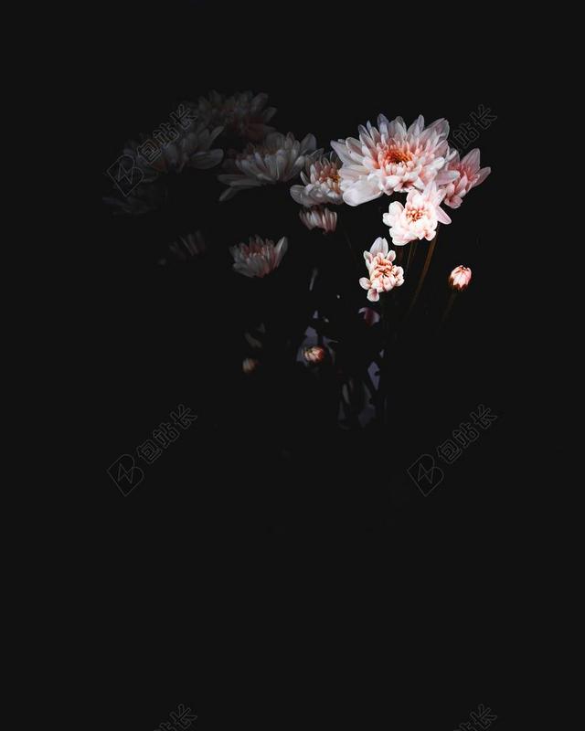 花 玫瑰 美丽 花朵 墙 围墙 表面 隔阂 背景 爱情 恋爱 恋人 情人 情侣 浪漫  桌子 台子 书桌 办公 房子 房间 住宅 老人 智者 老者 肖像 人物特写 画像  全身像 可爱的 自然 环境 活力 黑色 暗色 黑白 昏暗