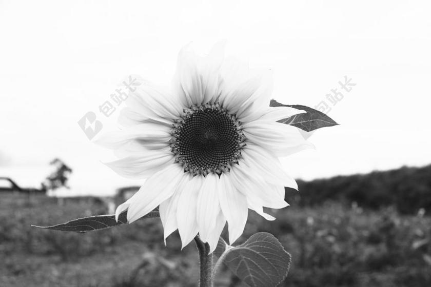 花 玫瑰 美丽 花朵 花园 园林 园艺 植物 花 伤心 悲伤 忧郁 忧伤 自然 环境 白色 浅色 黑白 简单 清新 黑色 暗色 黑白 昏暗