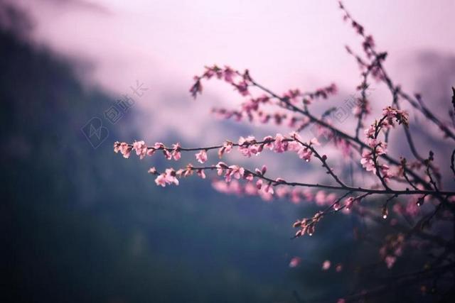 花 玫瑰 美丽 花朵 雨 下雨 忧郁 山 山峰 顶峰 景色 朋友 友谊 友情  蔬菜 素食 素食主义 绿色食品 树木 丛林 森林  自然 环境 树 树木 树林 森林