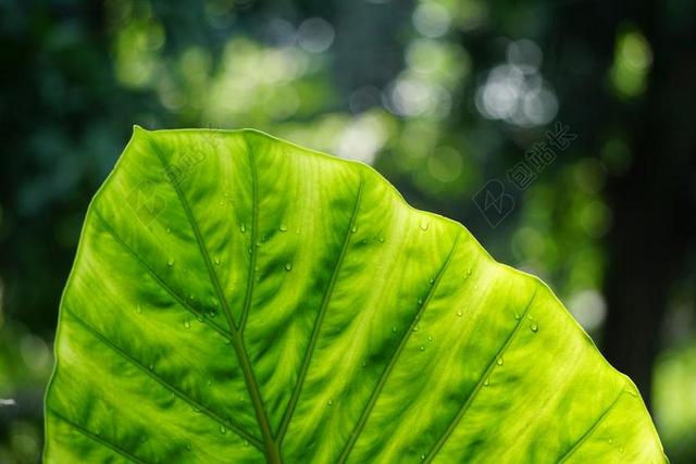 花 玫瑰 美丽 花朵 雨 下雨 忧郁 花园 园林 园艺 植物 花 清新 新鲜 雨 下雨 惬意 活力