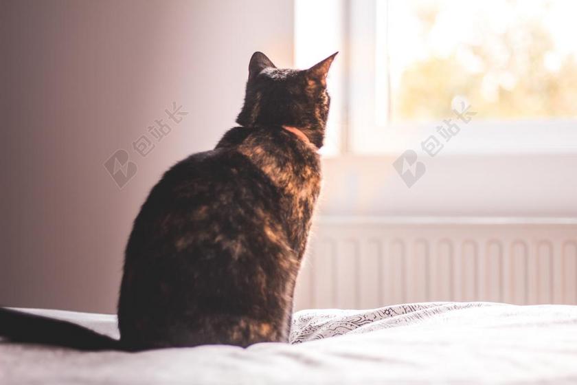 房间 卧室 家 休闲 家居 房子 房间 住宅 家 家园 家居 故乡 美丽 休闲 床 卧室 寝室 朋友 友谊 友情 猫 动物