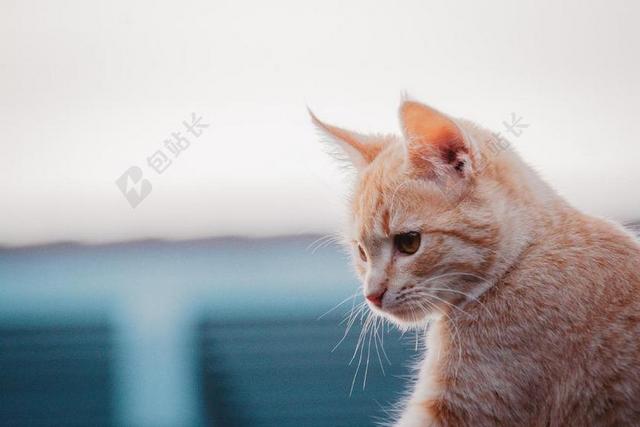 家 家园 家居 故乡 美丽 休闲  猫