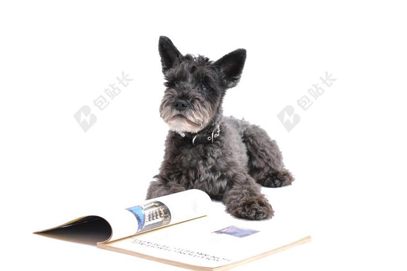 朋友 友谊 友情 阅读 书籍 学习  猫 书 书籍 阅读 狗 男士 男性 男人