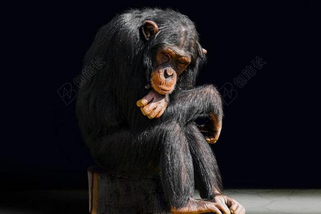 动物 灵长类动物 猴子 无聊 黑猩猩 肖像 单 思维 悲伤