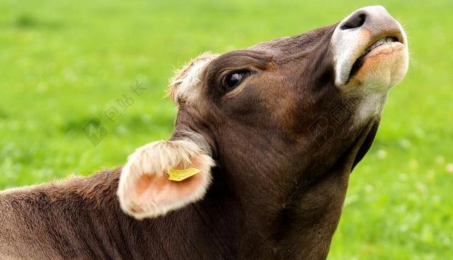 牛 阿尔高 牛肉 牧场 动物 草地 性质 农业 牲畜 农场