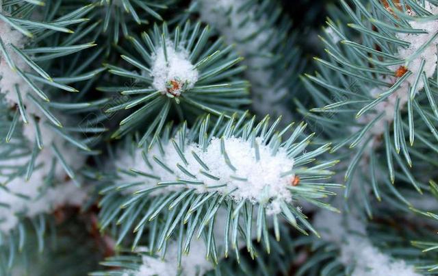 冬季 一月 雪 针 云杉 EVERGREEN植物 枝 性质