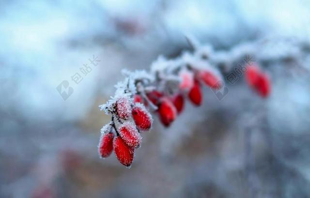 冬天 雪 弗罗斯特 季节 性质 冷冻的 树 感冒 分支机构