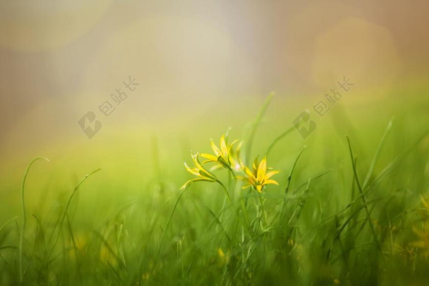 草地里的黄色小花背景图片