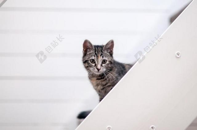 国内 动物王国 猫咪 可爱