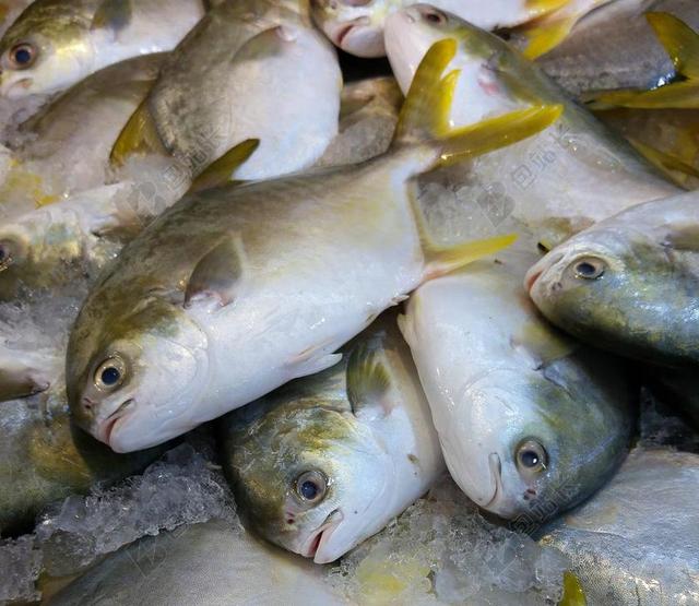 鱼 海鲜 海 市场 海洋 新鲜 食品 健康 捕捉 美味