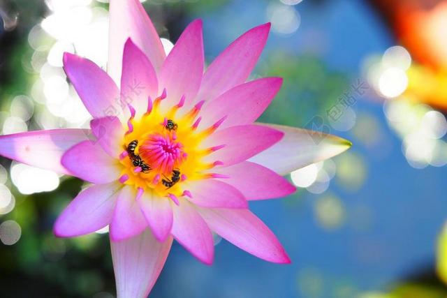 花 植物 大自然 花园 花瓣 夏季 美丽 颜色 莲花 明亮