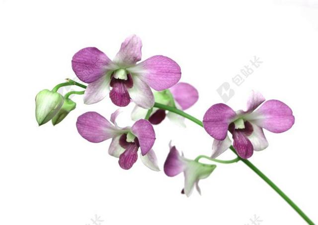 兰花 花 植物区系 自然 开花 紫色 花瓣