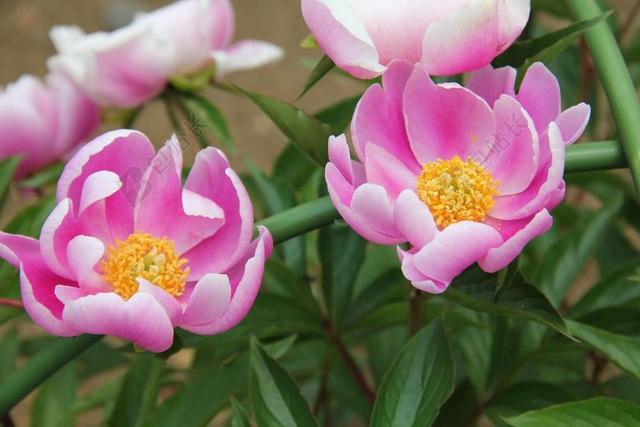 芍药 牡丹 鲜花 日本