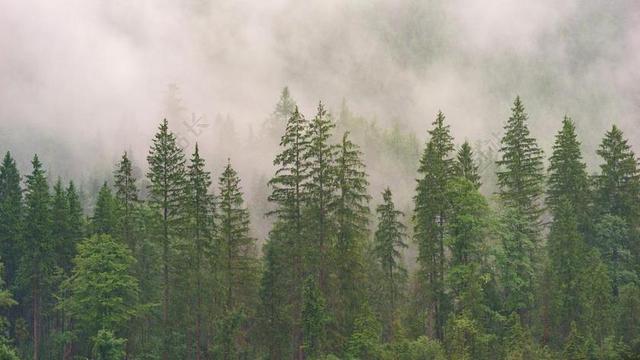 绿色的森林和白雾背景图片