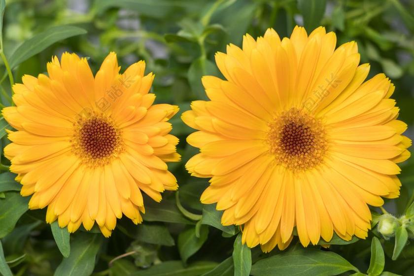 植物 花卉 性质 夏季 明亮 金盏花 夏季花卉 太阳 橙色