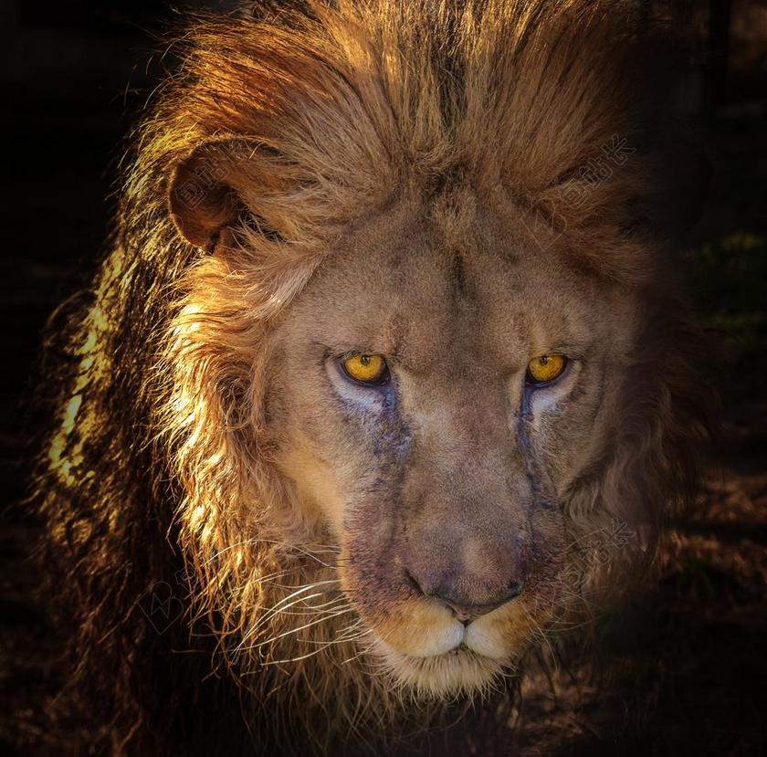 狮子 石棺 萨凡纳 野生的 非洲 捕食者 狮子座