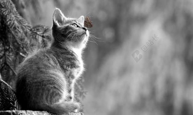 猫 小猫 蝴蝶 年轻的动物 好奇 野猫 动物 亲爱 手表