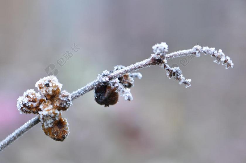弗罗斯特 冬天 雪 性质 冻结 沉闷 赛季 冷 分支 结霜