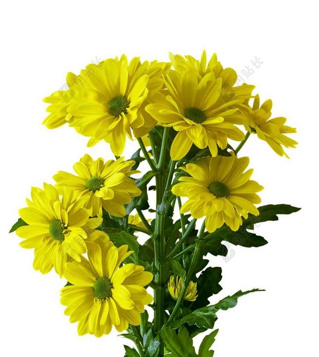 绽放的黄色菊花背景图片