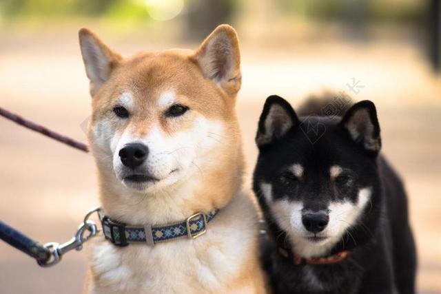 柴犬 狗 犬科 哺乳动物 动物 可爱 宠物 小狗 温馨