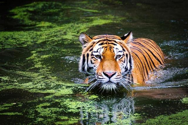 虎 野生动物 动物园 猫 动物世界 动物肖像 大型猫科动物