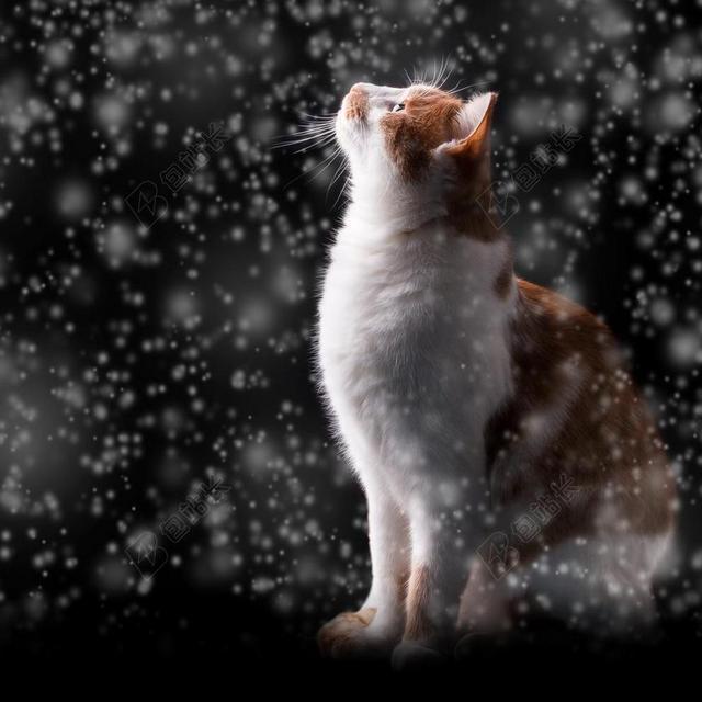 雪 猫 冬天 夜 冷 阿迪达斯 红猫 小猫 弗罗斯特
