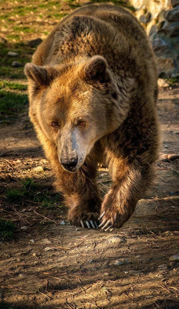 熊 棕熊 动物 哺乳动物 杂食