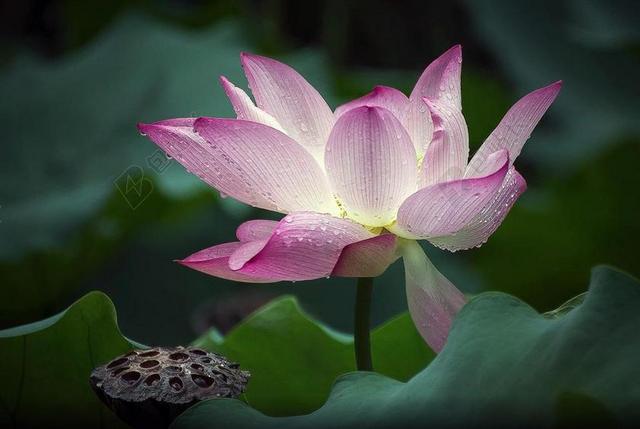 花 植物区系 莲花 水 池 自然