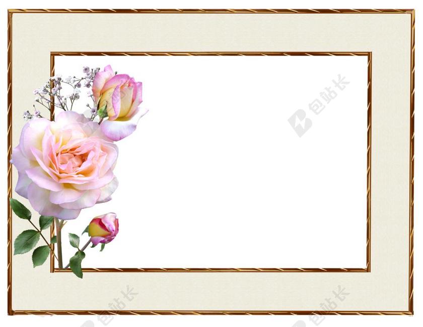 白色的相框和粉色的玫瑰背景图片
