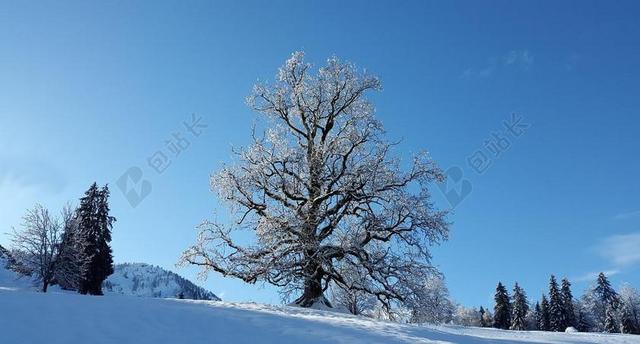 树 雪 冬天 冷 弗罗斯特 景观 雪白色
