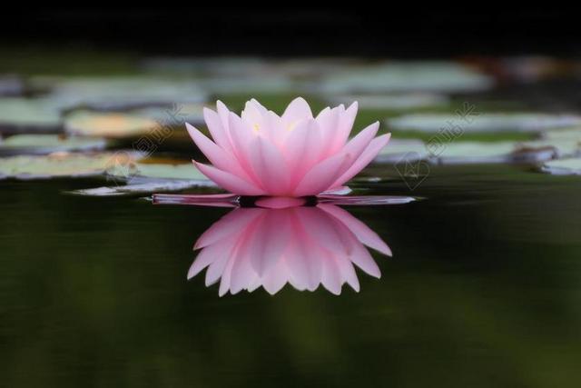 性质 花 厂 鲜花 水坑 睡莲 镜像 水 出 禅宗 花园